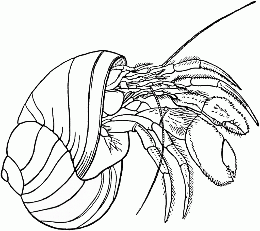crab-coloring-10