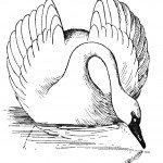 swan-coloring-3