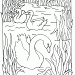swan-coloring-4
