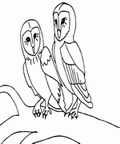 owl_cb_3