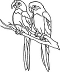 parrot_cb_2