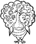 peacock_cb_1