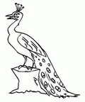 peacock_cb_3