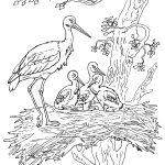 storks-coloring-2