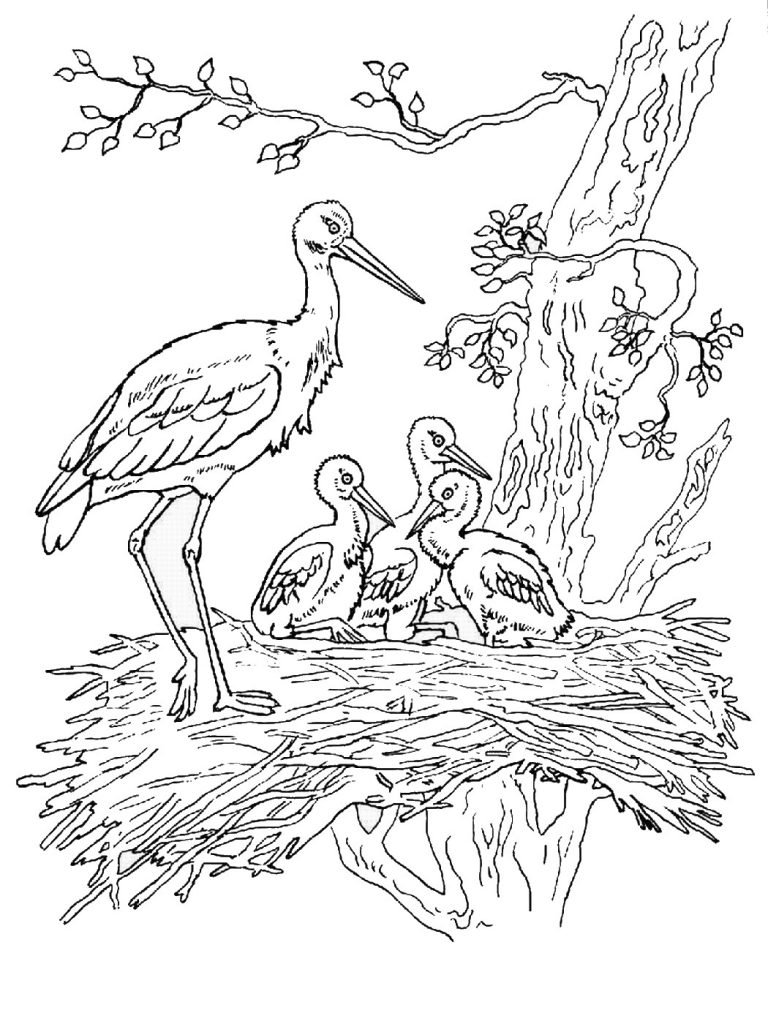 storks-coloring-2