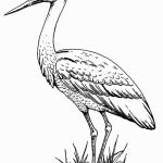 storks-coloring-5